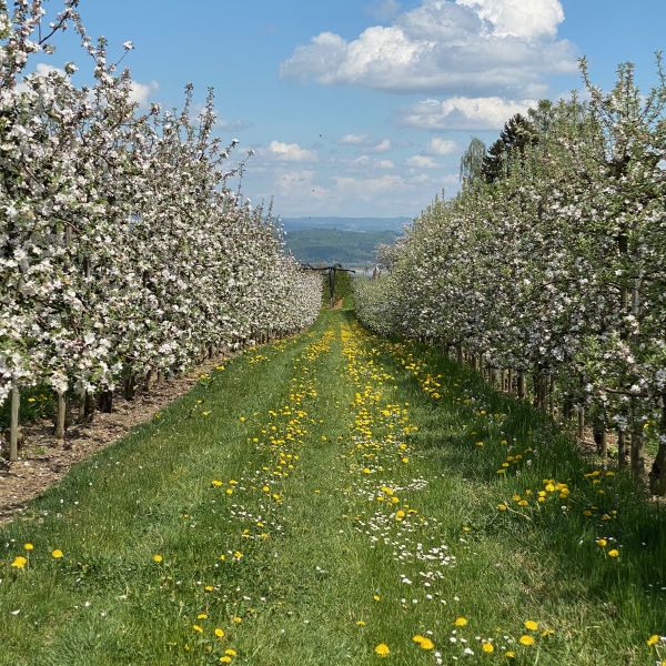 Obstgarten